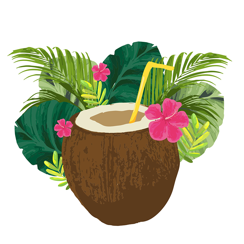 coconut illustration kona coffee Illustration concept for coffee brand